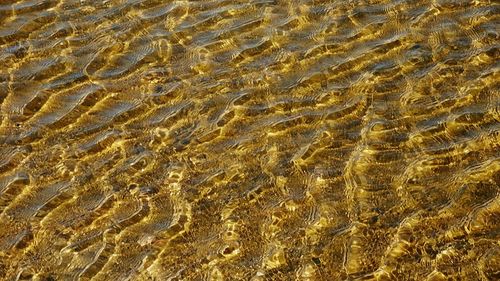 Full frame shot of golden sea