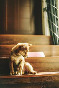 Close-up of dog sitting on steps at home