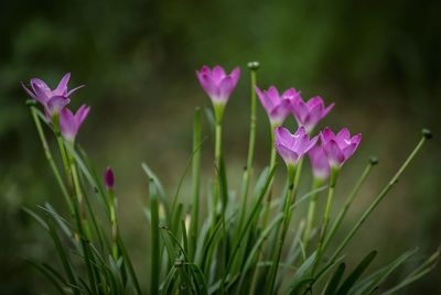 Close-up of pink flowers