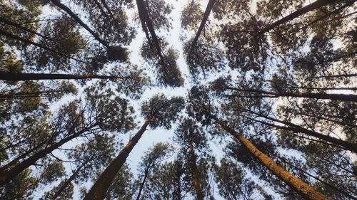 Low angle view of trees in forest during winter