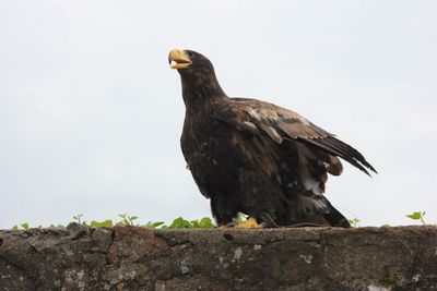 Low angle view of eagle perching on rock against sky