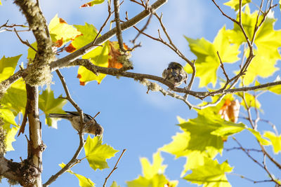 Low angle view of bird perching on tree against sky