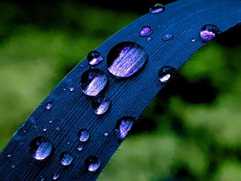 Close-up of water drops on purple leaf