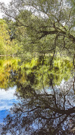 Reflection of tree in lake