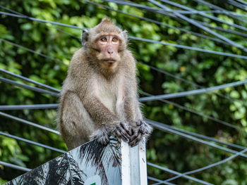 Close-up of monkey