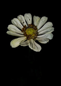 Close-up of white flower against black background