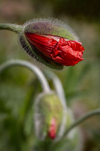 Close-up of red opium poppy