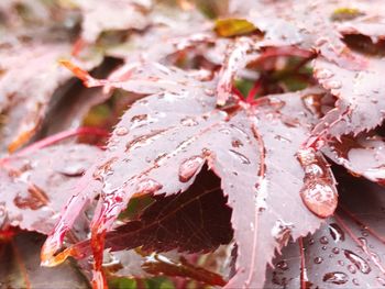 Close-up of water drops on red leaves