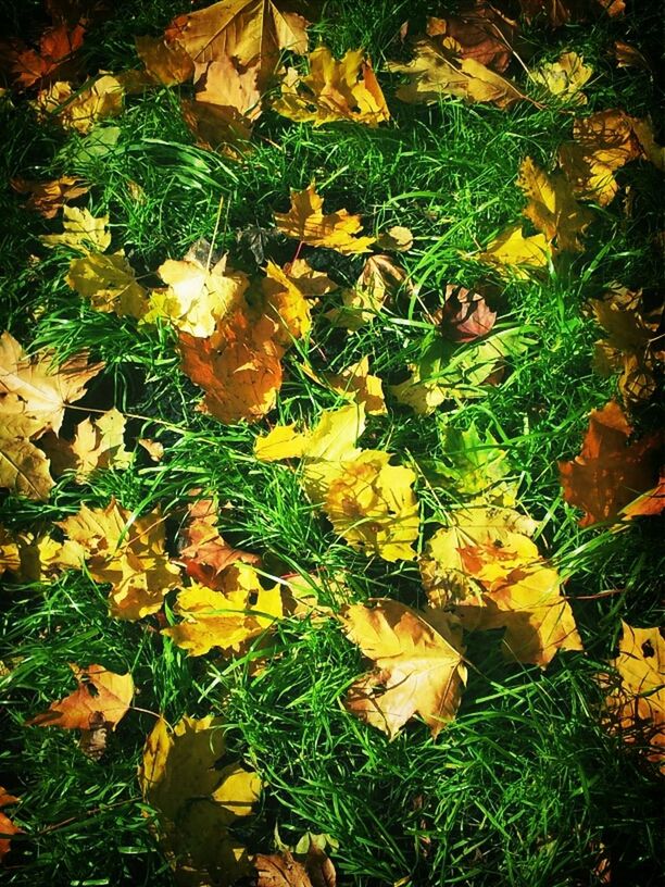 leaf, high angle view, grass, growth, yellow, field, nature, plant, fragility, autumn, green color, beauty in nature, freshness, flower, change, season, leaves, no people, day, close-up