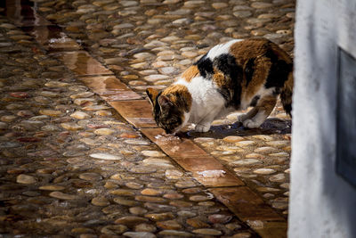 Cat lying on stone wall