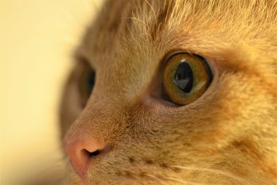 Close-up of cat