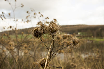 Close-up of dandelion on field