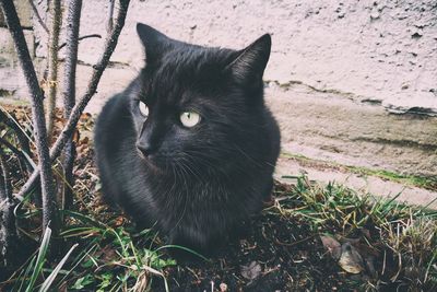 Portrait of black cat on grass