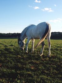 Horse grazing on field against sky