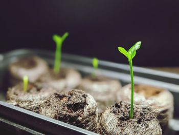 Close-up of small potted plant