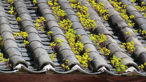Close-up of plants on roof
