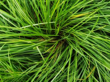 Full frame shot of plants growing on field