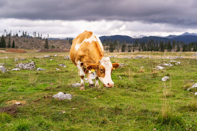 Cow standing in a field