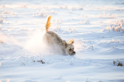 Dog running in snow