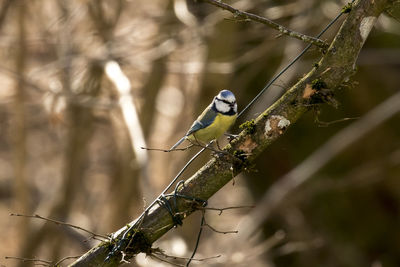 Close-up of bird perching on tree