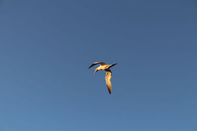 Low angle view of seagull flying in sky