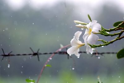 Close-up of wet white flowering plant during rainy season