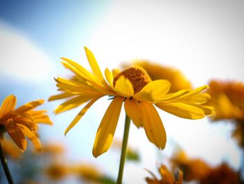 Close-up of yellow flowering plant against clear sky