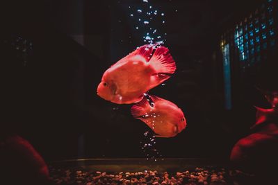 Close-up of jellyfish swimming in aquarium