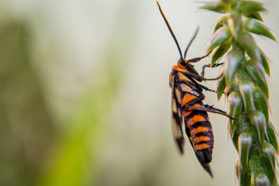 Close-up of butterfly on plant