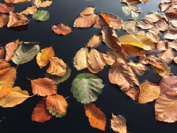 Full frame shot of leaves