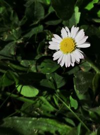 Close-up of white daisy flower