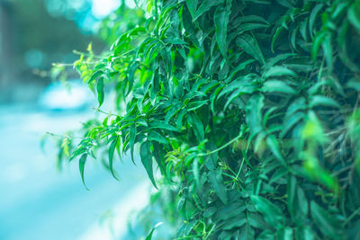 Close-up of plants against sea