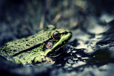 Close-up of frog