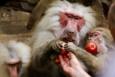 Close-up of person feeding monkeys