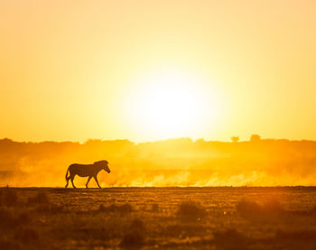 Africa sunset landscape with silhouetted zebra in the dust of botswana, africa