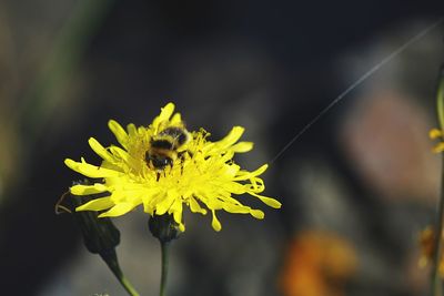 Close-up of bee on yellow flower