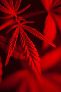 Close-up of red maple leaves