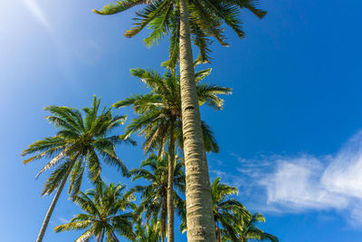 palm tree