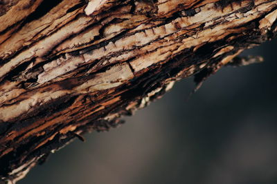 Close-up of tree trunk