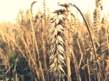 Close-up of wheat growing on field