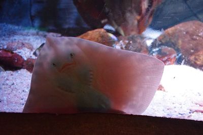 Close-up of fish swimming in aquarium