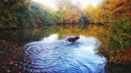 Dog in lake during autumn