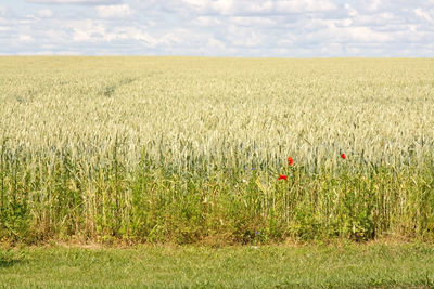 Scenic view of wheat field against sky