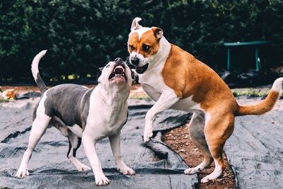 Dogs playing outdoors