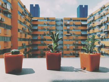 Close-up of potted plants on retaining wall against buildings in city