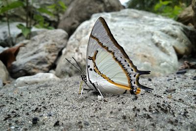 Close-up of butterfly on rock