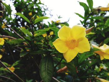 Close-up of yellow flowers blooming outdoors