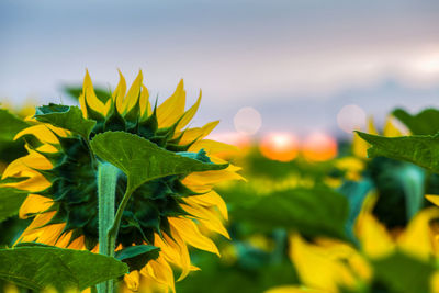 Close-up of yellow flowers growing outdoors