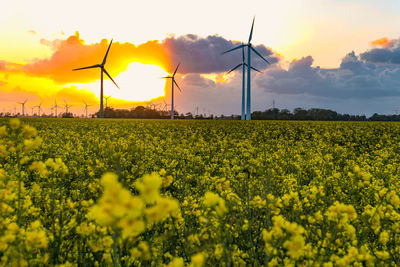 Yellow flowers on field against sky during sunset