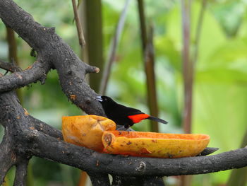 Bird perching on a tree